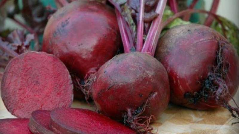 High-yielding table beet Boyarynya: we grow it ourselves without much hassle