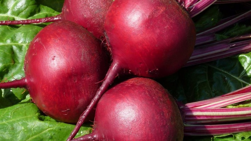 High-yielding table beet Boyarynya: we grow it ourselves without much hassle