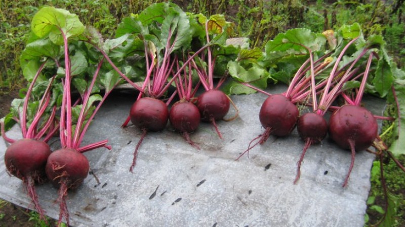 High-yielding table beet Boyarynya: we grow it ourselves without much hassle