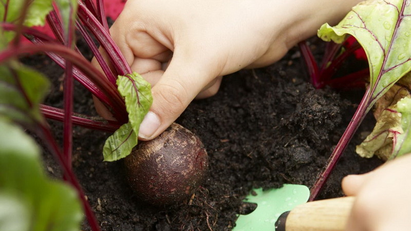 High-yielding table beet Boyarynya: we grow it ourselves without much hassle