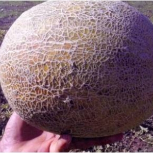 Review of the sweet and juicy variety of Slavia melon