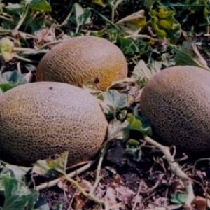 Review of the sweet and juicy variety of Slavia melon