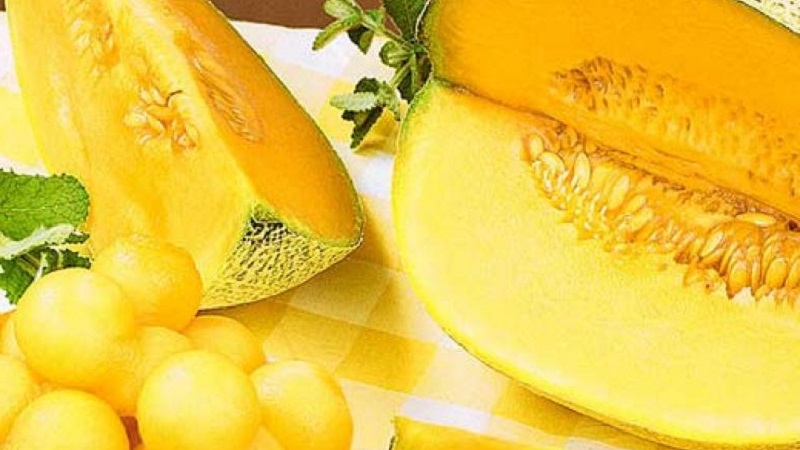 Review of the sweet and juicy variety of Slavia melon