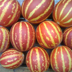 An exotic fruit with an unusual appearance and interesting taste - Vietnamese melon