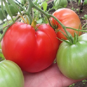 Salad variety with fleshy pulp - tomato Raspberry dawn
