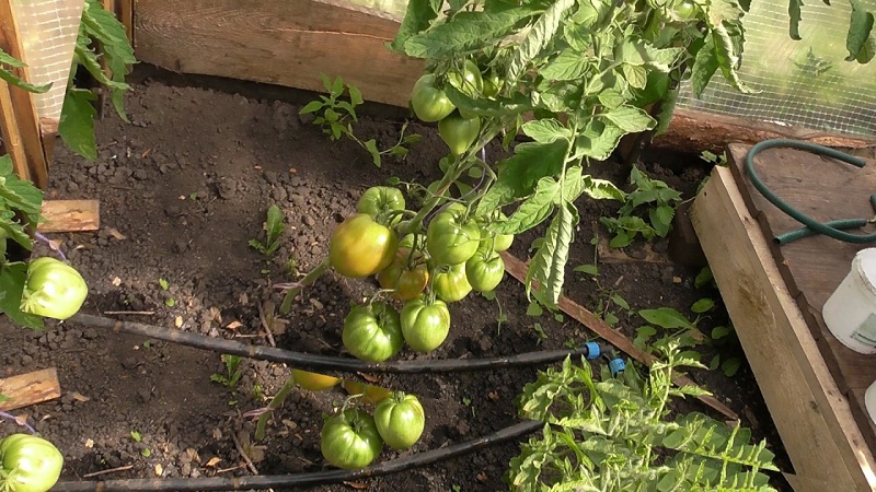 Salad variety with fleshy pulp - tomato Raspberry dawn
