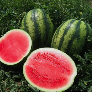 Late watermelon Chill: what farmers love and how to grow it correctly