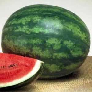 Late watermelon Chill: what did the farmers love and how to grow it correctly