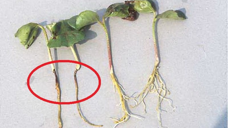 How to calculate the time when to plant a pumpkin for seedlings?