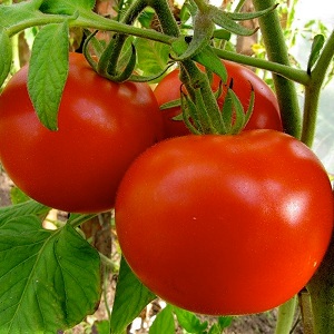 An early ripe hybrid for the southern regions of the country - tomato Polonaise f1 and the secrets of increasing its yield