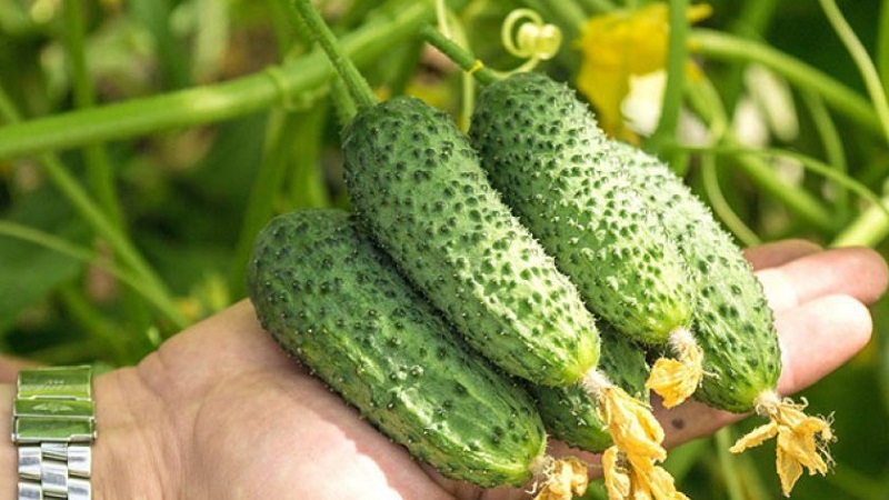 A new, but promising and managed to win the hearts of many gardeners, the Shosha cucumber variety