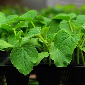 A new, but promising and managed to win the hearts of many gardeners, the Shosha cucumber variety