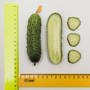 A new, but promising and managed to win the hearts of many gardeners, the Shosha cucumber variety