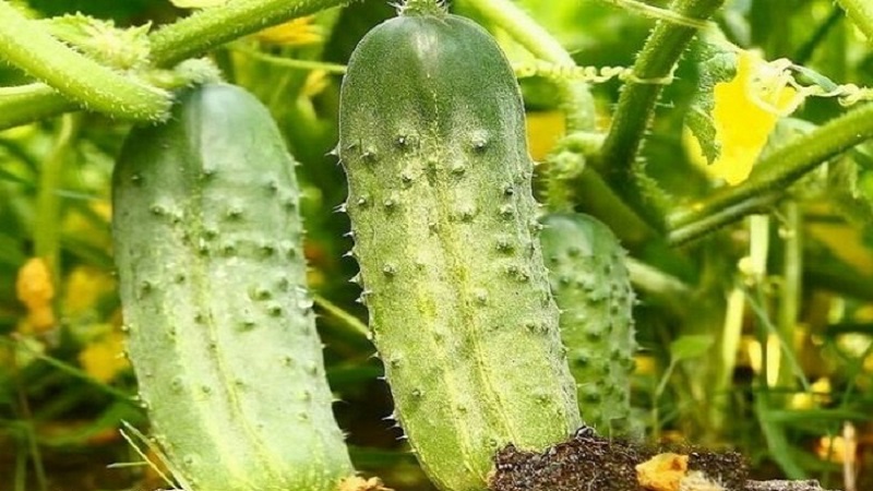 A new, but promising and managed to win the hearts of many gardeners, the Shosha cucumber variety