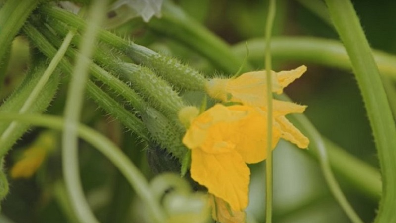 A new, but promising and managed to win the hearts of many gardeners, the Shosha cucumber variety