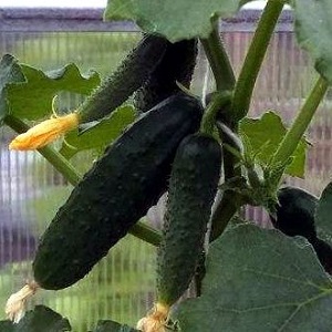 A new, but promising and managed to win the hearts of many gardeners, the Shosha cucumber variety