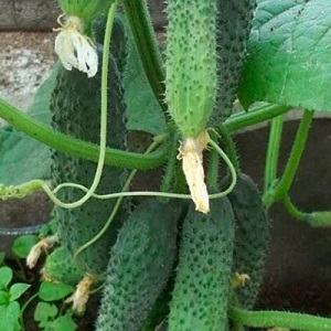 A new, but promising and managed to win the hearts of many gardeners, the Shosha cucumber variety