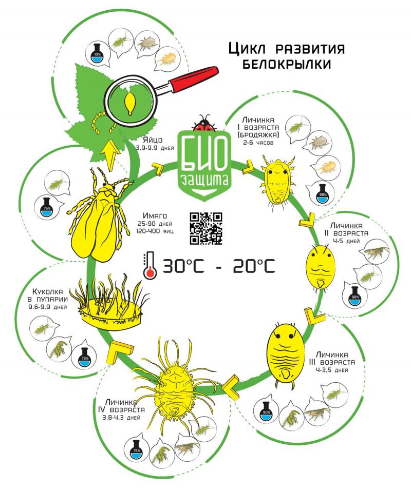 How to destroy whitefly on tomatoes: proven methods and methods of prevention