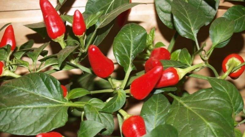 What is good pepper variety Spark and how to grow it properly at home