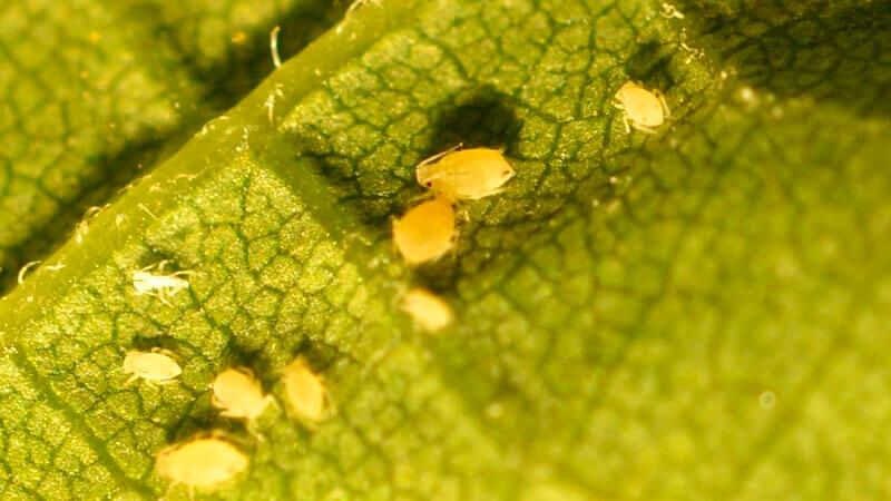The best way to treat aphid dill