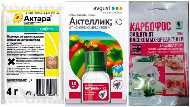 The best way to treat aphid dill