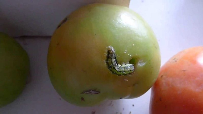 We fight pests easily and effectively: how to process wormy tomatoes to save your crop