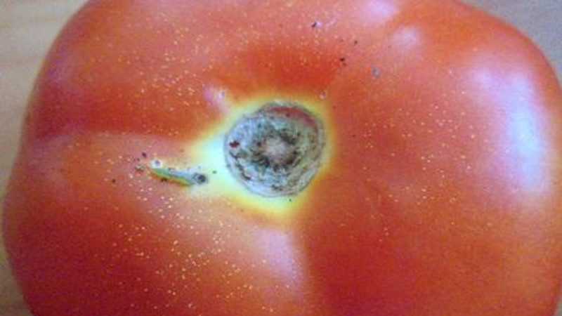 We fight pests easily and effectively: how to process wormy tomatoes to save your crop
