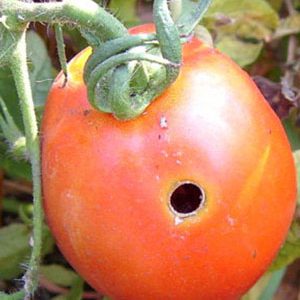 We fight pests easily and effectively: how to process wormy tomatoes to save your crop