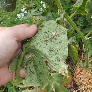 Why is black aphid on cucumbers dangerous and how to deal with the pest as efficiently as possible