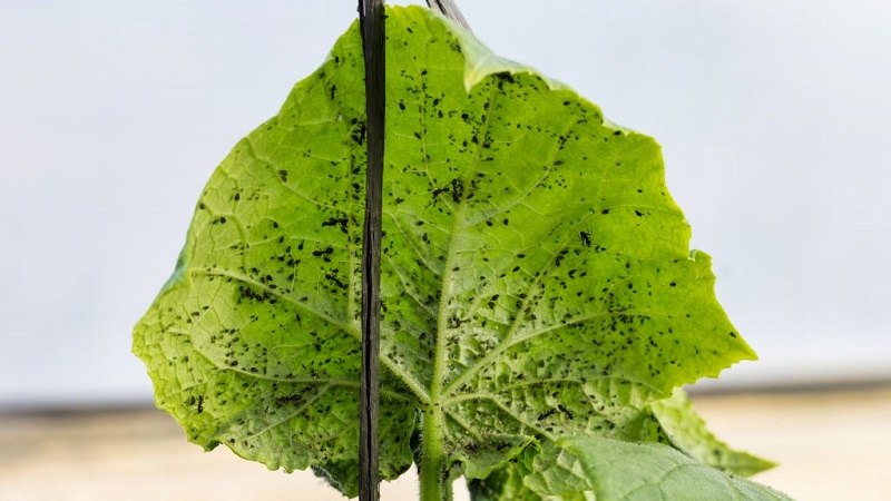 Why is black aphid on cucumbers dangerous and how to deal with the pest as efficiently as possible