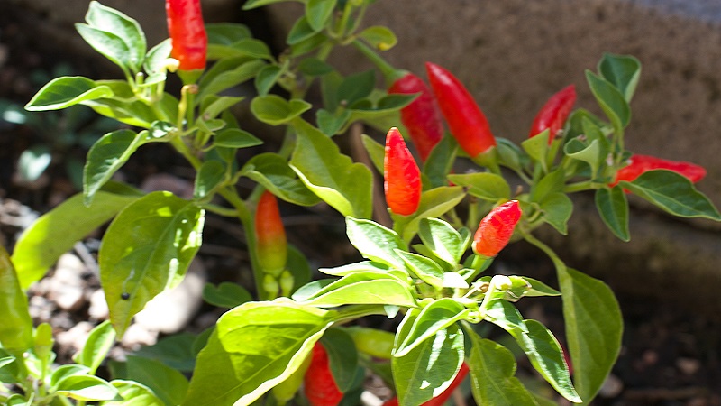 Health benefits of cayenne pepper and how to grow it properly