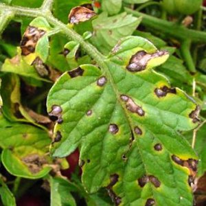 Why black spots may appear on tomato leaves in a greenhouse and how to get rid of them: we save the crop effectively