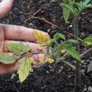 Why black spots may appear on tomato leaves in a greenhouse and how to get rid of them: we save the crop effectively