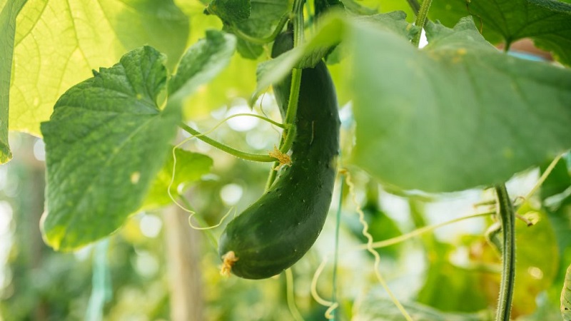 What to do if crocheted cucumbers: what is missing and how to fix the situation