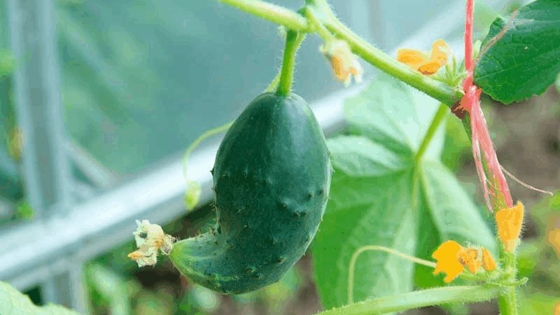 What to do if crocheted cucumbers: what is missing and how to fix the situation