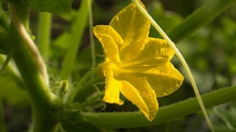 What to do with barren flowers on cucumbers in a greenhouse and how to prevent their appearance