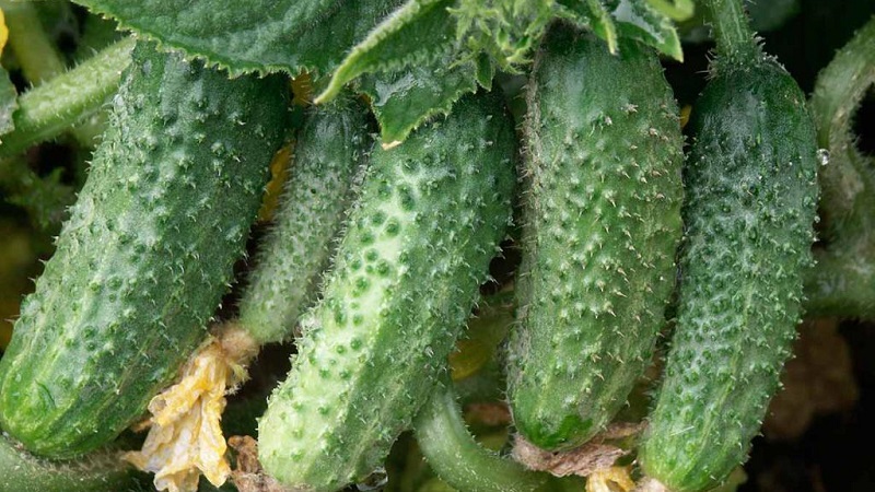 What to do with barren flowers on cucumbers in a greenhouse and how to prevent their appearance