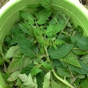 What to do with barren flowers on cucumbers in a greenhouse and how to prevent their appearance