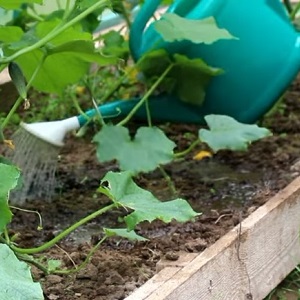 What to do with barren flowers on cucumbers in a greenhouse and how to prevent their appearance