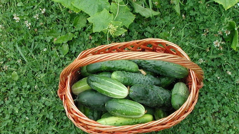 What to do with barren flowers on cucumbers in a greenhouse and how to prevent their appearance