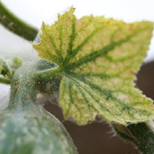 What to do with barren flowers on cucumbers in a greenhouse and how to prevent their appearance