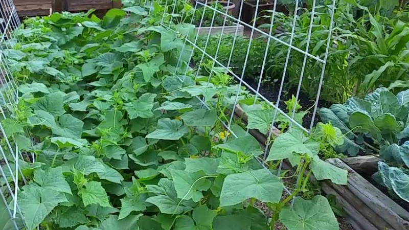 What to do with barren flowers on cucumbers in a greenhouse and how to prevent their appearance