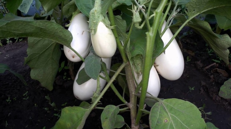 What are white eggplants and how they differ from ordinary ones