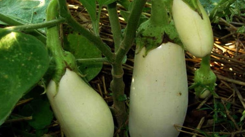 What are white eggplants and how they differ from ordinary ones