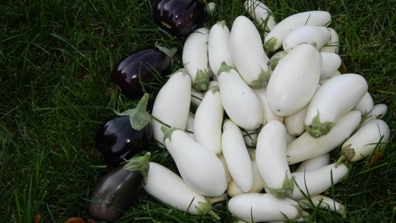 What are white eggplants and how they differ from ordinary ones