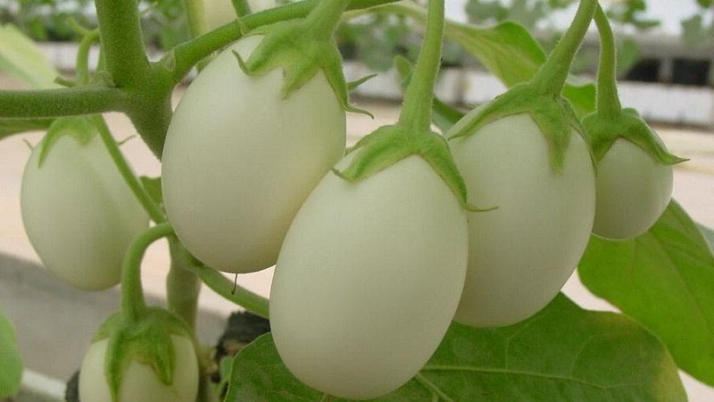 What are white eggplants and how they differ from ordinary ones