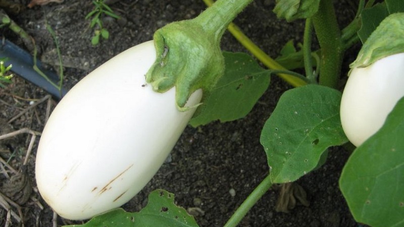 What are white eggplants and how they differ from ordinary ones