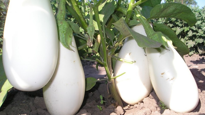 What are white eggplants and how they differ from ordinary ones