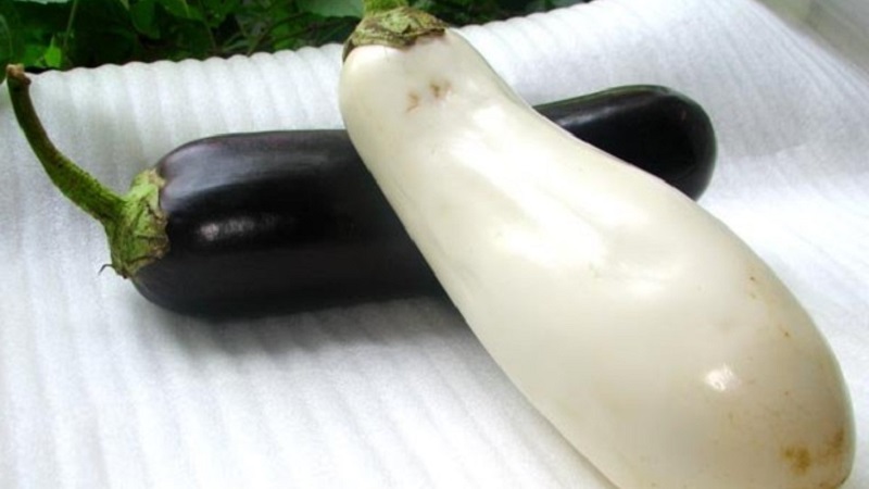 What are white eggplants and how they differ from ordinary ones