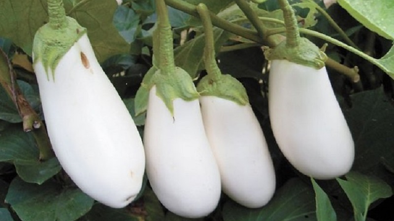 What are white eggplants and how they differ from ordinary ones